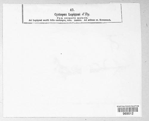 Cystopus lepigoni image